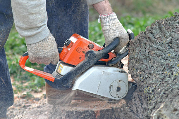 How Our Tree Care Process Works  in  Spanaway, WA